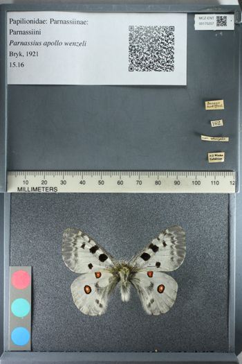 Media type: image;   Entomology 175257